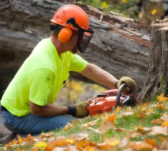 tree services Glassmanor